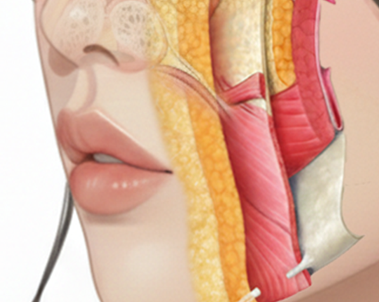 팔자 구조 해부학